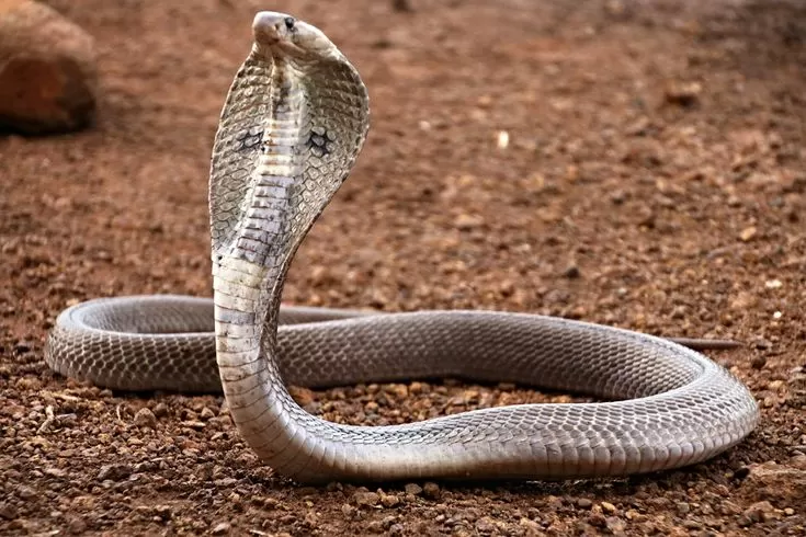 Mimpi Melihat Ular Besar