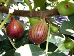 Classification and Morphology of Fig Fruit Plants