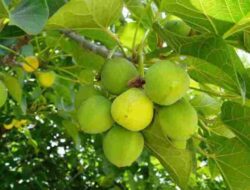 Classification and Morphology of Jatropha Plants