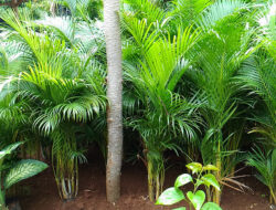 Classification and Morphology of Palm Plants