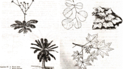 Difference between Root Rosette and Stem Rosette