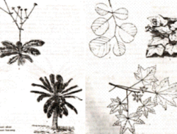 Difference between Root Rosette and Stem Rosette