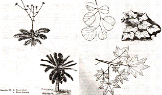 Difference between Root Rosette and Stem Rosette