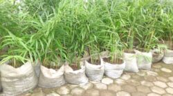 How to Cultivate Red Ginger in a Sack