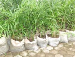 How to Cultivate Red Ginger in a Sack