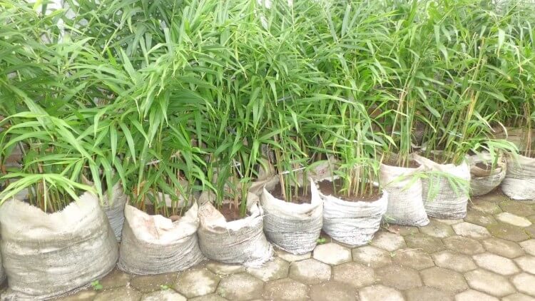 How to Cultivate Red Ginger in a Sack