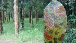 9 Types and Methods of Controlling Pests and Diseases of Rubber Plants