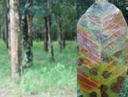 9 Types and Methods of Controlling Pests and Diseases of Rubber Plants