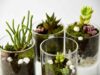 Classification and Morphology of Terrarium Plants
