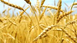 Types and Methods of Controlling Pests and Diseases of Wheat Plants