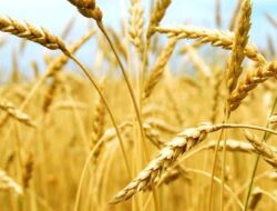 Types and Methods of Controlling Pests and Diseases of Wheat Plants