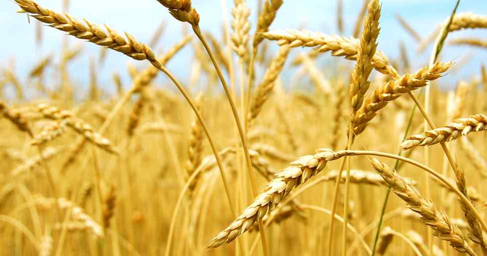 Types and Methods of Controlling Pests and Diseases of Wheat Plants