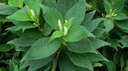 Classification and Morphology of Hemp Plants