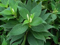 Classification and Morphology of Hemp Plants