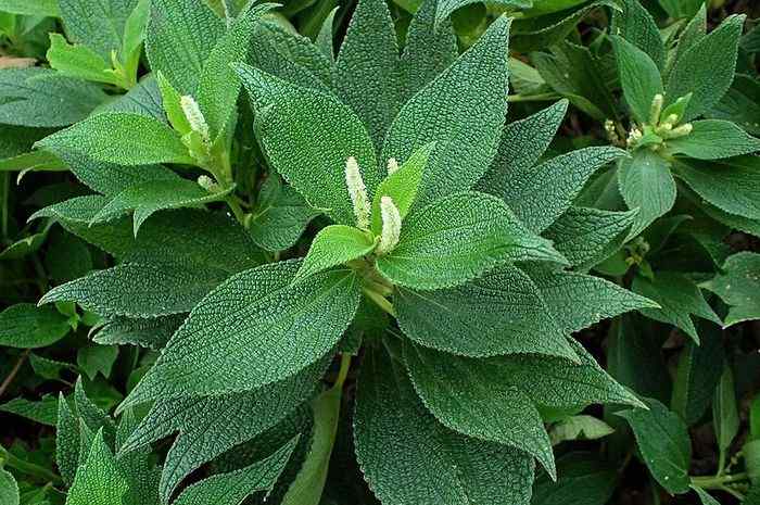 Classification and Morphology of Hemp Plants