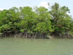 Definition and Characteristics of Wetlands