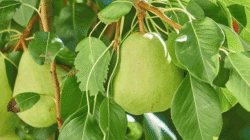 8 Types and Methods of Controlling Pests and Diseases of Pear Plants