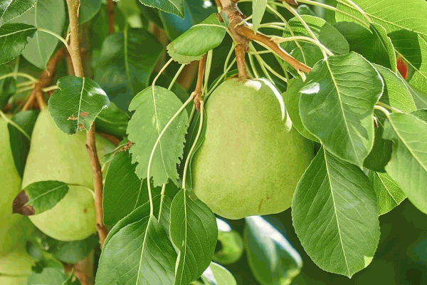 8 Types and Methods of Controlling Pests and Diseases of Pear Plants