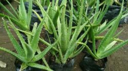Types and Methods of Controlling Pests and Diseases of Aloe Vera Plants