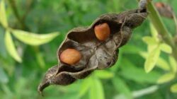 Classification and Morphology of Pigeon Peas