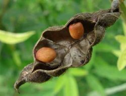 Classification and Morphology of Pigeon Peas