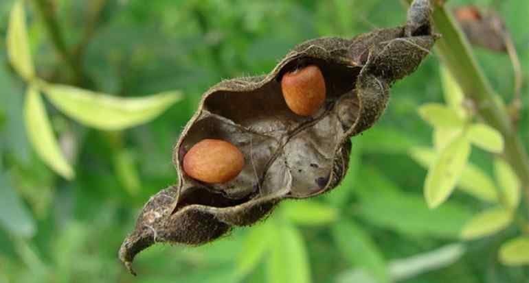Classification and Morphology of Pigeon Peas