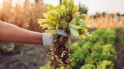 Types and Methods of Controlling Pests and Diseases of Peanut Plants