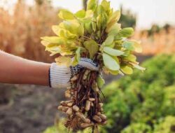 Types and Methods of Controlling Pests and Diseases of Peanut Plants