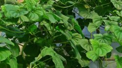 Classification and Morphology of Gembili Plants