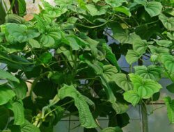 Classification and Morphology of Gembili Plants