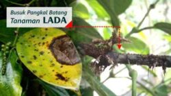 Types and Methods of Controlling Pests and Diseases of Pepper Plants