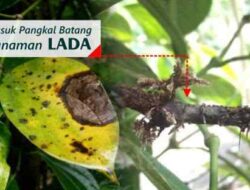 Types and Methods of Controlling Pests and Diseases of Pepper Plants