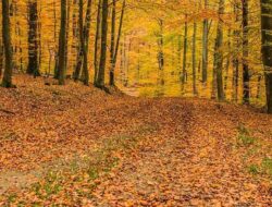 Definition, Characteristics, Benefits and Examples of Deciduous Forests