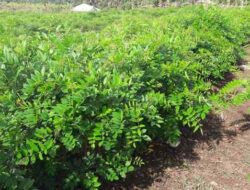 Classification and Morphology of Gamal Plants