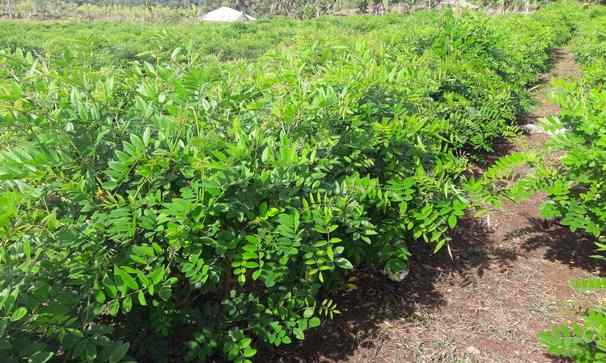 Classification and Morphology of Gamal Plants