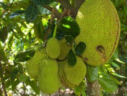 7 Types and Methods of Controlling Pests and Diseases of Jackfruit Plants