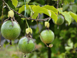 7 Types and Ways to Control Pests and Diseases of Passion Fruit Plants