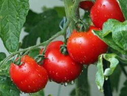 9 Types and Methods of Controlling Pests and Diseases of Tomato Plants
