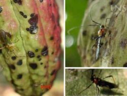 10 Types and Ways to Control Pests and Diseases of Cocoa Plants