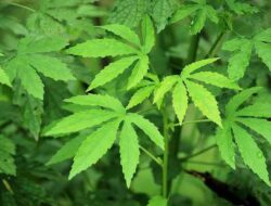 Classification and Morphology of Jute Plants