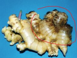Types and Methods of Controlling Pests and Diseases of Ginger Plants