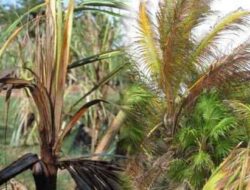 Types and Methods of Controlling Pests and Diseases of Coconut Plants