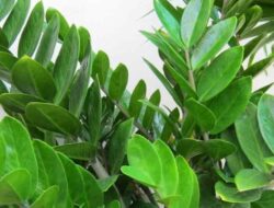 Classification and Morphology of Dollar Crops