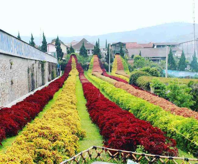 Rainbow Garden