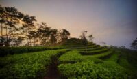 Ulasan Desa Wisata Nglinggo, Ini Lokasi, HTM, dan Daya Tariknya