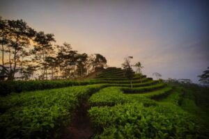 Ulasan Desa Wisata Nglinggo, Ini Lokasi, HTM, dan Daya Tariknya
