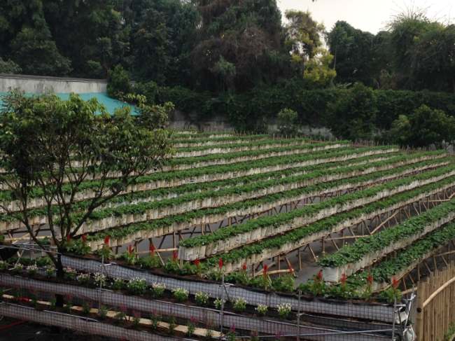 La Fresa Kintamani Bali: HTM, Jam Buka, Lokasi dan Daya Tarik