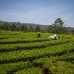 15 Destinasi Wisata Subang Terbaru Update! yang Menarik
