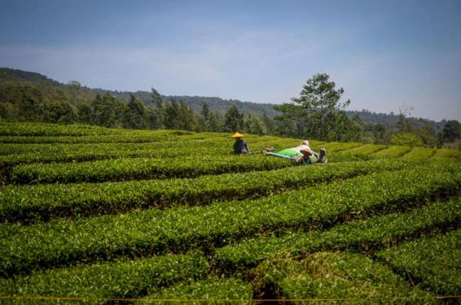 15 Destinasi Wisata Subang Terbaru Update! yang Menarik