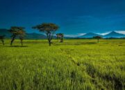 Pronosutan View, Wisata Viral Kulon Progo: Jam Buka & HTM